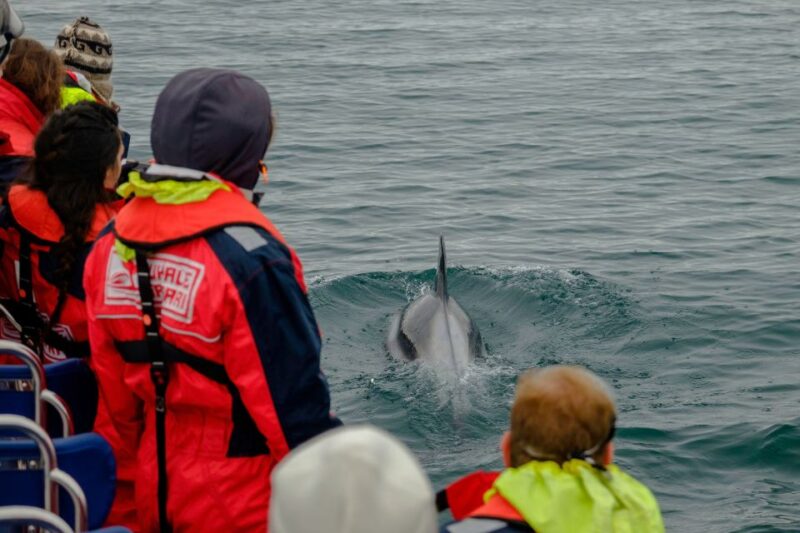 Reykjavik: Premium Whale Watching with Flexible Ticket - The Rescheduling Flexibility and Customer-Friendly Policies