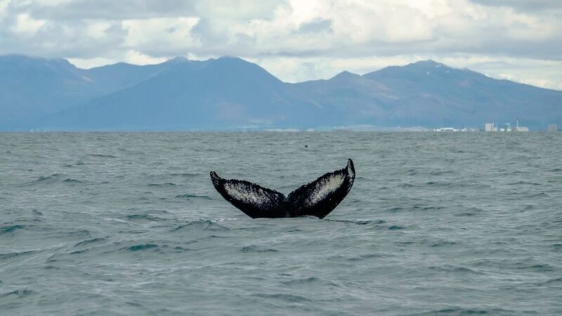 Reykjavik: Premium Whale Watching with Flexible Ticket - Final Thoughts on the Reykjavik Premium Whale Watching