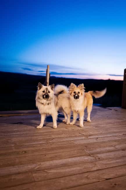 Reykjavík: Private Northern Lights Tour & Sauna Experience - Homemade Icelandic Delicacies and Drinks in a Cozy Setting