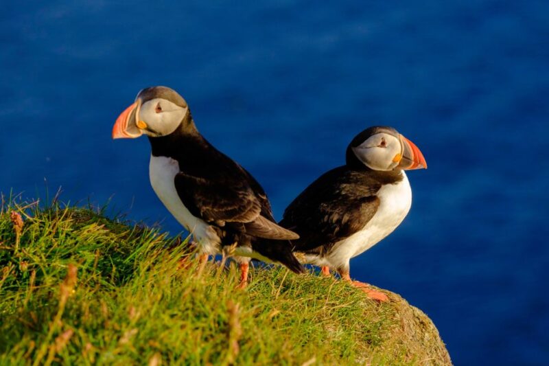 Reykjavik: Puffin Watching Tour - Close Encounters with Puffins and Seabirds