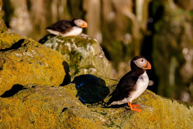 Reykjavik: Puffin Watching Tour - What to Bring for Comfort and Safety