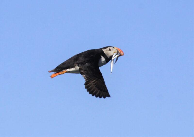 Reykjavik: Puffin Watching Tour - Duration and Pacing of the Tour
