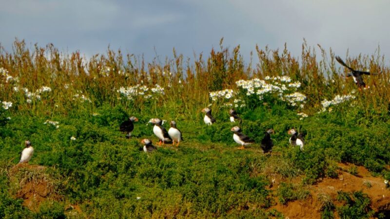 Reykjavik: Puffin Watching Tour - Weather Considerations and Best Time