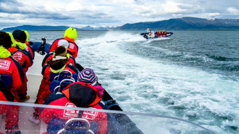 Reykjavik: Puffin Watching Tour - How This Tour Differs from Larger Vessel Tours