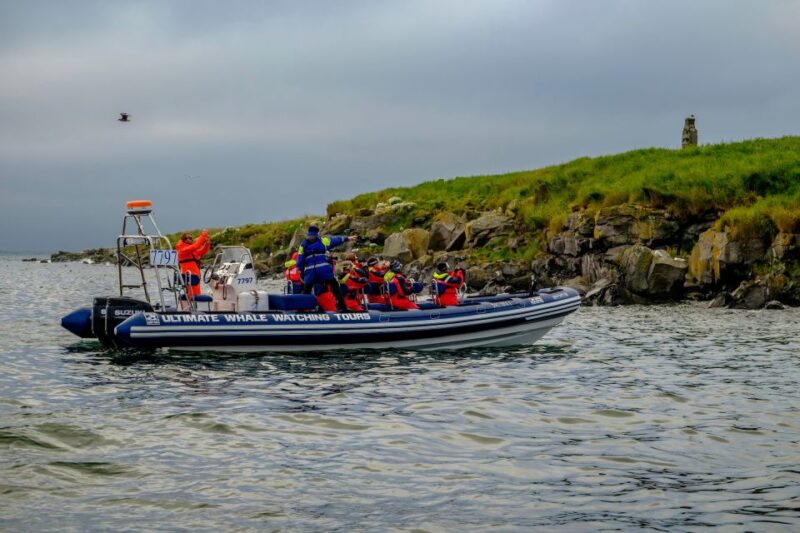 Reykjavik: Puffin Watching Tour - Booking, Cancellation, and Accessibility