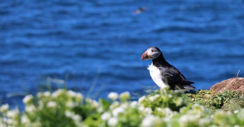 Reykjavik: Puffin Watching Tour - Reykjavik: Puffin Watching Tour