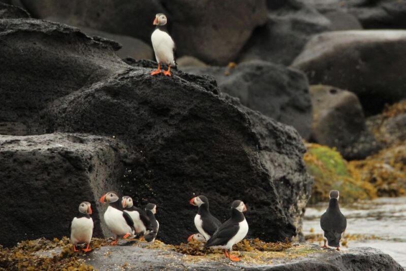 Reykjavik: Puffin Watching Tour - Key Points