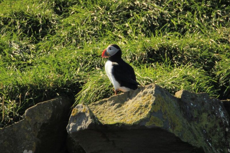 Reykjavik: Puffin Watching Tour - The Boat and Its Comforts