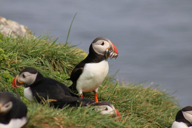 Reykjavik: Puffin Watching Tour - Who Should Book This Tour