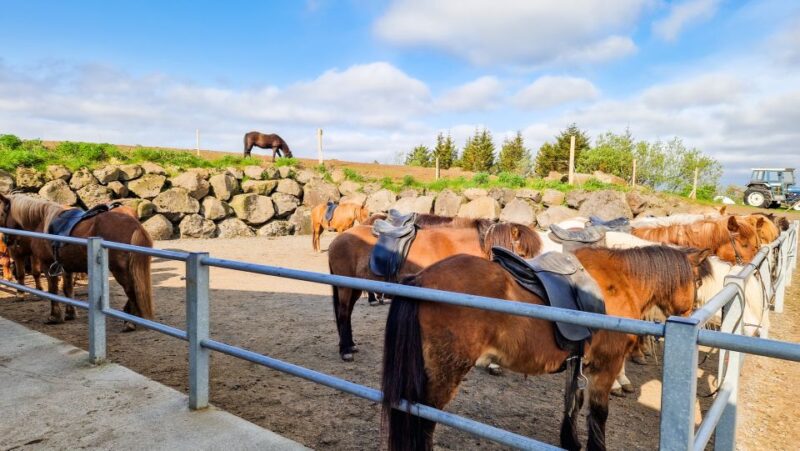Reykjavik: Red Lava Horse Riding Tour - Horses’ Welfare and Care