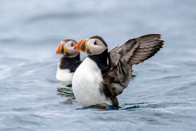 Reykjavík: RIB Speed-Boat Puffin Watching Tour - Key Points