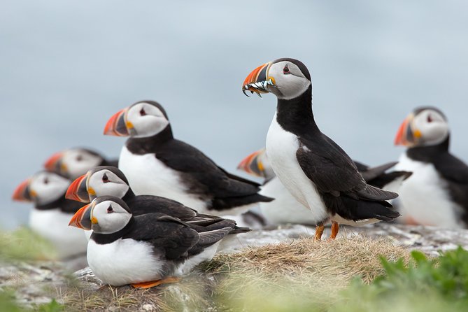 Reykjavik Shore Excursion: Puffin Sightseeing Cruise - Explore Puffin Habitat with a Reykjavik Shore Excursion for $62.90