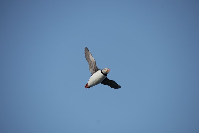 Reykjavik Shore Excursion: Puffin Sightseeing Cruise - The Experience of Watching Birds from the Water