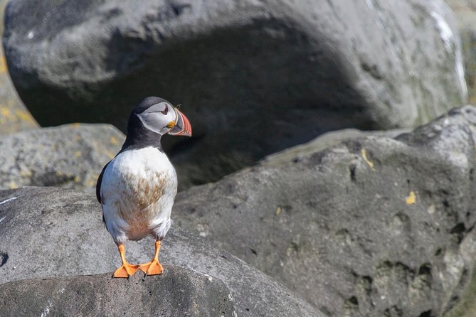 Reykjavik Shore Excursion: Puffin Sightseeing Cruise - Weather Considerations and Seasonality