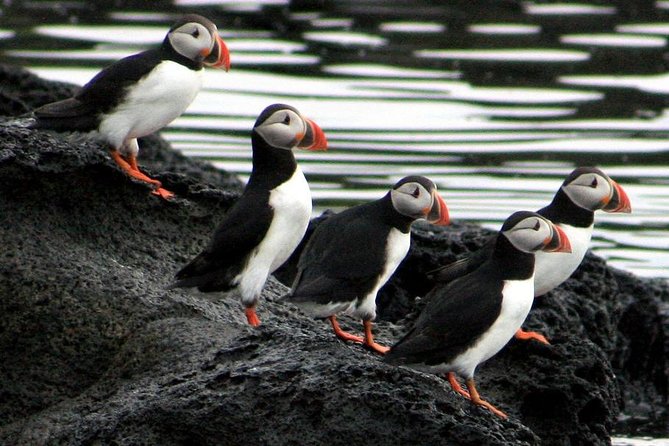 Reykjavik Shore Excursion: Puffin Sightseeing Cruise - The Pros and Cons Based on Real Feedback