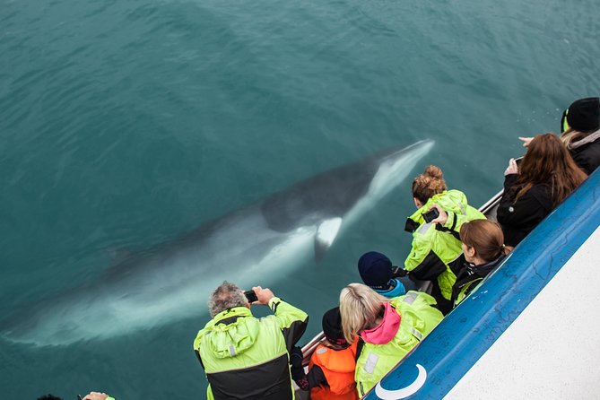 Reykjavik Shore Excursion: Whale-Watching Cruise - Key Points