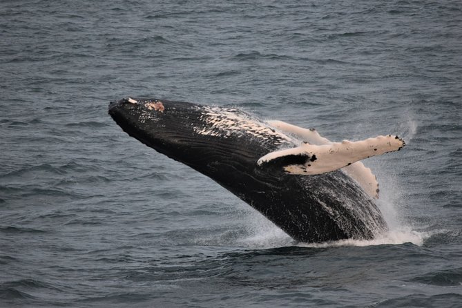 Reykjavik Shore Excursion: Whale-Watching Cruise - Choosing Between the Leisurely and High-Speed Cruises