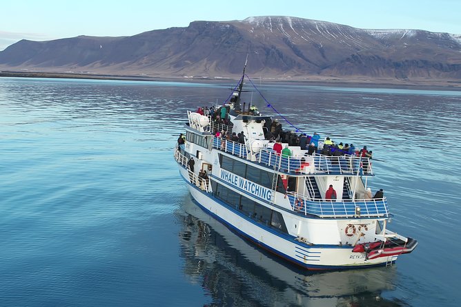 Reykjavik Shore Excursion: Whale-Watching Cruise - Wildlife Encounters and Realistic Expectations