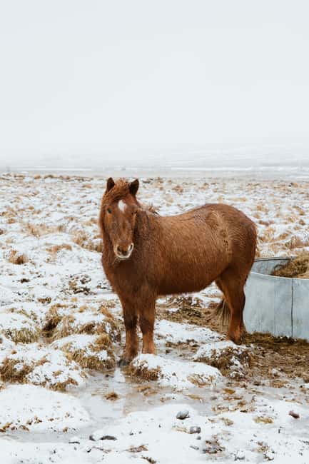 Reykjavik: Silver Circle + Ice Tunnel, Baths, or Lava Cave - Exploring Western Iceland: A 10-Hour Guided Adventure