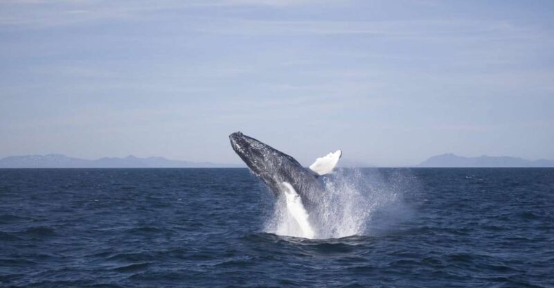 Reykjavik: the Original 3-Hour Whale Watching Tour - Key Points