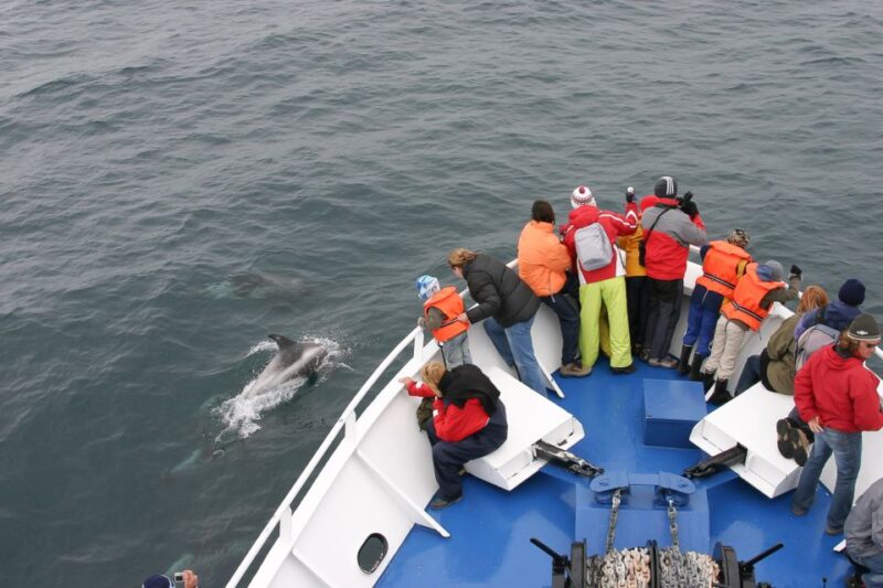 Reykjavik: the Original 3-Hour Whale Watching Tour - The Eco-Certified Company Behind the Tour