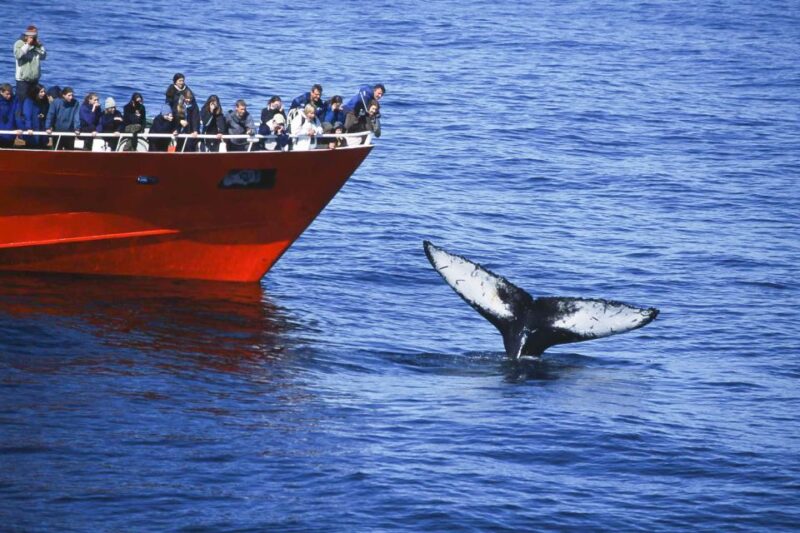 Reykjavik: the Original 3-Hour Whale Watching Tour - What You Can Expect During the Cruise