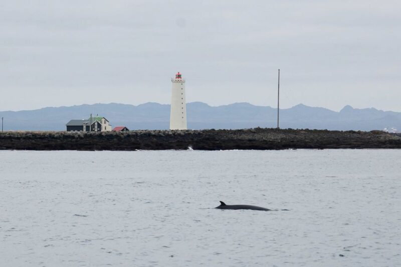 Reykjavik: the Original 3-Hour Whale Watching Tour - Practical Gear and Onboard Amenities