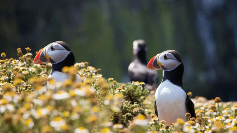 Reykjavik: Westman Islands Private Tour - Climbing Eldfell Volcano for Stunning Views