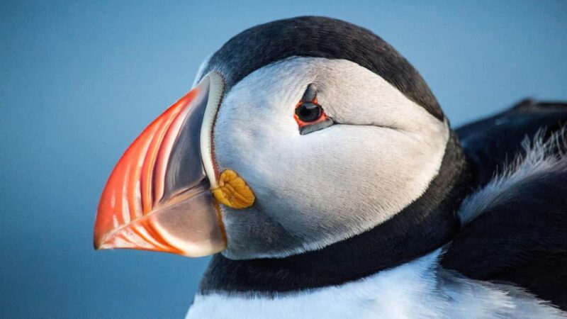 Reykjavik: Westman Islands Private Tour - Experiencing Local Island Traditions: Spranga Rope-Swinging