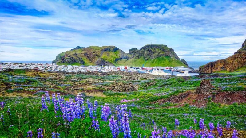 Reykjavik: Westman Islands Private Tour - Visiting the Beluga Whale Sanctuary