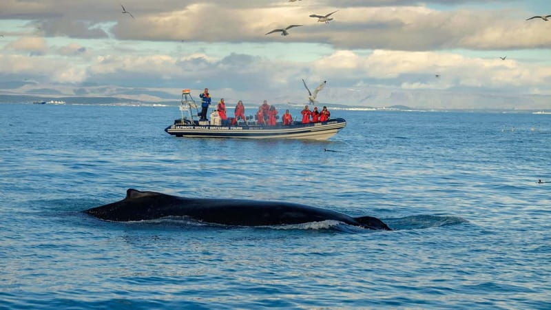 Reykjavik: Whale and Puffin Watching RIB Boat Tour - Key Points