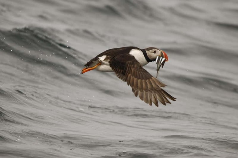 Reykjavik: Whale and Puffin Watching RIB Boat Tour - What Wildlife You Can Expect to See