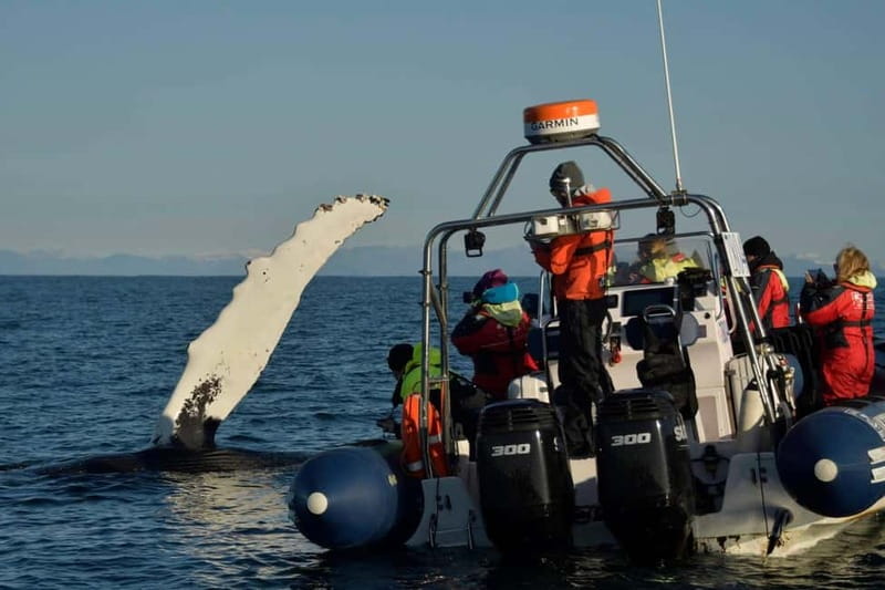 Reykjavik: Whale and Puffin Watching RIB Boat Tour - Accessibility and Physical Requirements