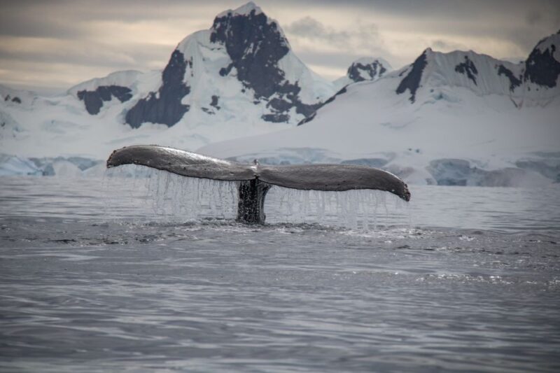 Reykjavik: Whale & Marine Adventure Tour - Weather and Clothing Considerations