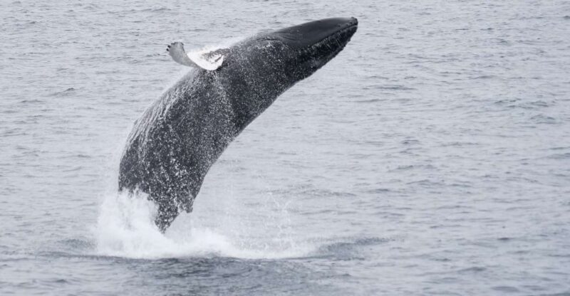 Reykjavik: Whale & Marine Adventure Tour - Booking Flexibility and Cancellation Policy