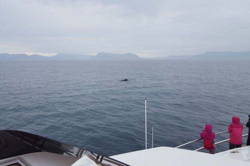 Reykjavik: Whale Watching and Dolphin Watching Yacht Cruise - Pacing and Duration of the Tour