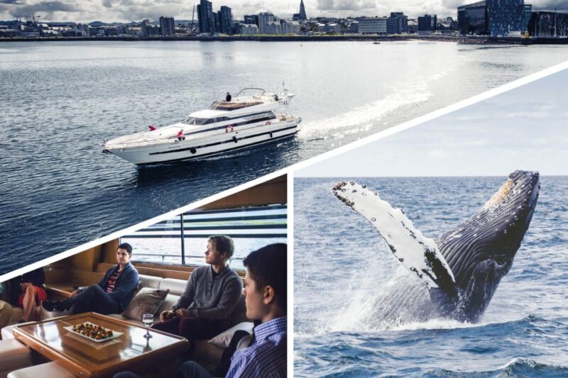 Reykjavik: Whale Watching and Dolphin Watching Yacht Cruise - Seasonality and Sightings