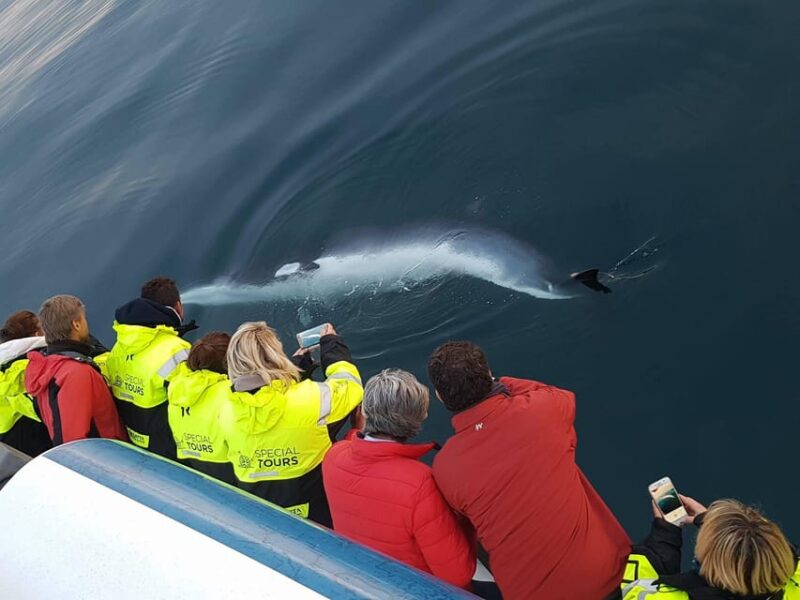 Reykjavík: Whale Watching and Food Lovers Combo - Logistics and Meeting Points in Reykjavík