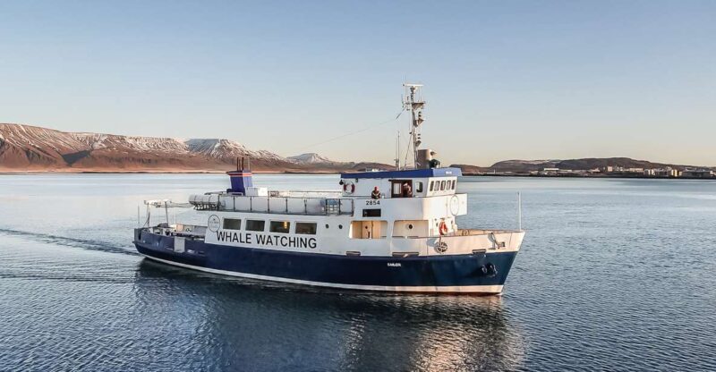 Reykjavík: Whale Watching and Marine Life Cruise - Marine Animals You May Encounter