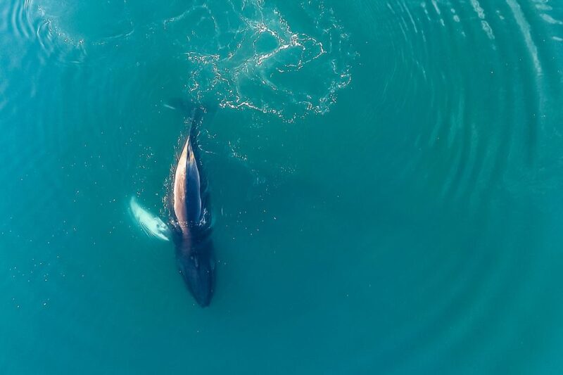 Reykjavík: Whale Watching and Marine Life Cruise - Comfort and Facilities Onboard
