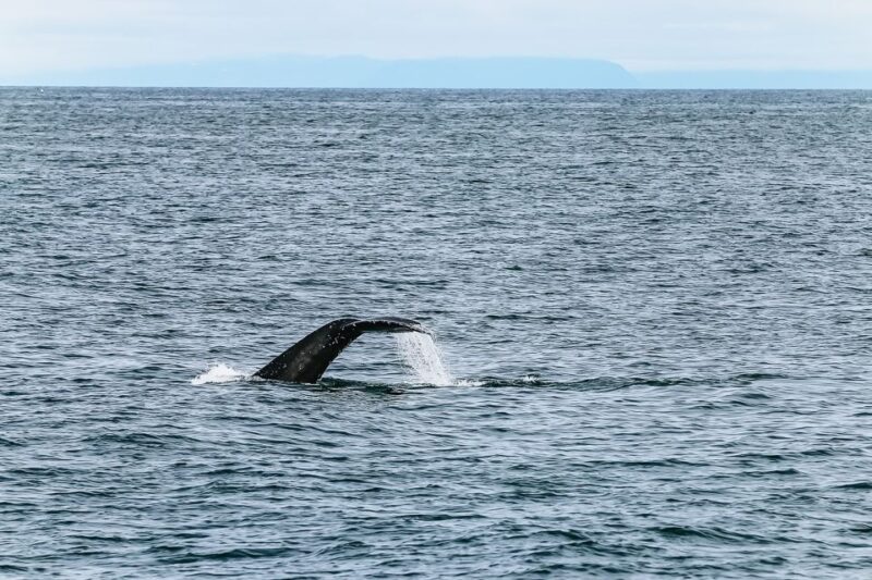 Reykjavík: Whale Watching and Marine Life Cruise - Meeting the Crew: Guides and Staff