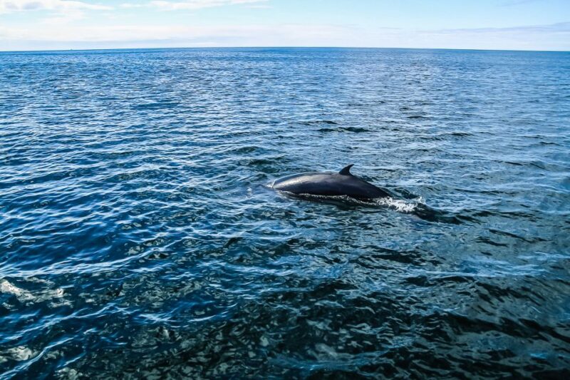 Reykjavík: Whale Watching and Marine Life Cruise - Accessibility and Family-Friendliness