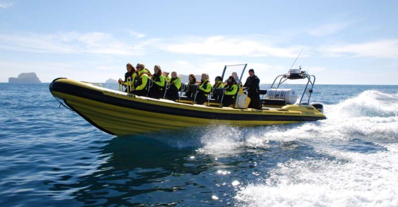 Reykjavik: Whale Watching by RIB Speedboat - The Unique Experience of a RIB Speedboat