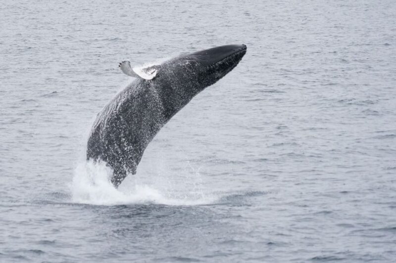 Reykjavik: Whale Watching by RIB Speedboat - Highlights Highlighted by Reviews