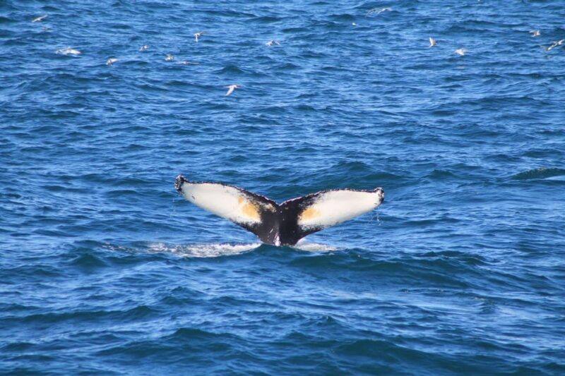 Reykjavík: Whale Watching Cruise and FlyOver Combo Ticket - Key Points