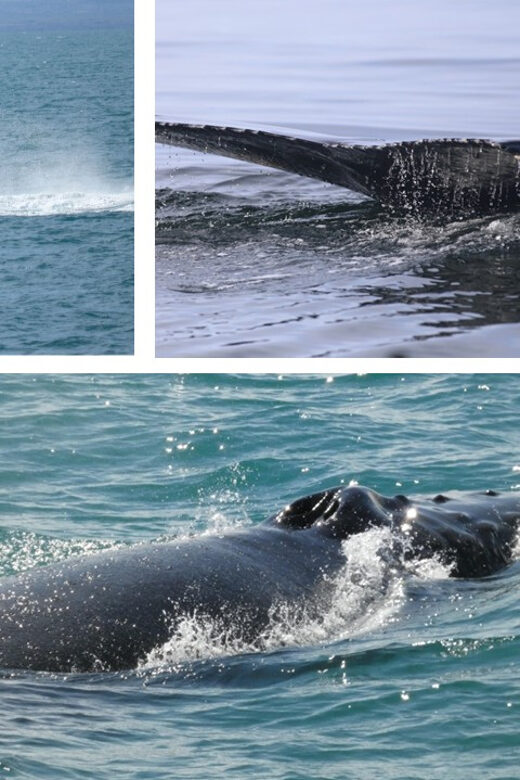 Reykjavík: Whale Watching Cruise and FlyOver Combo Ticket - The FlyOver Iceland Experience: Soaring Over Iceland’s Landscapes