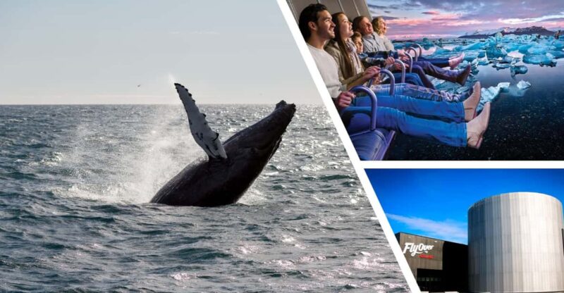 Reykjavík: Whale Watching Cruise and FlyOver Combo Ticket - Practical Details: Meeting Points, Accessibility, and Environmental Considerations
