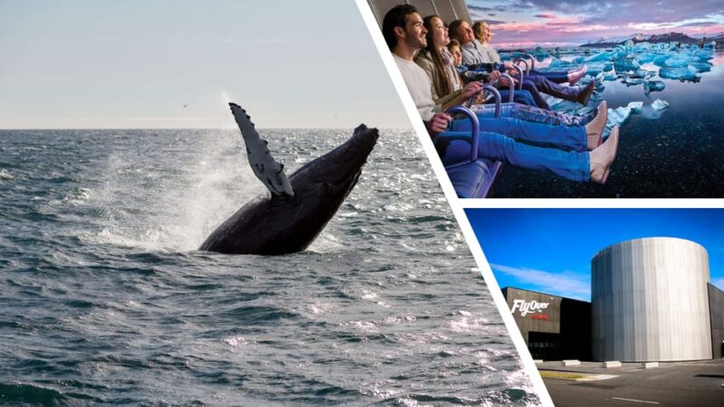 Reykjavík: Whale Watching Cruise and FlyOver Combo Ticket - Logistics, Pricing, and Booking Flexibility