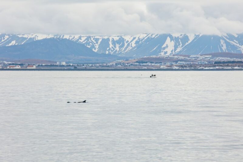 Reykjavík: Whale Watching Cruise on the Amelia Rose Yacht - The Experience of Comfort and Education