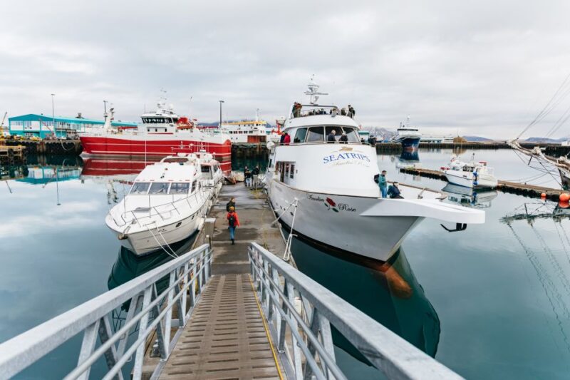Reykjavík: Whale Watching Cruise on the Amelia Rose Yacht - Wildlife Sightings: What You Might See